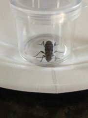 Xylotrechus nauticus