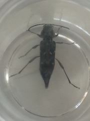 Xylotrechus nauticus