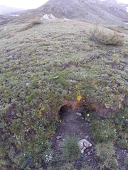 Marmota marmota