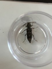 Xylotrechus nauticus