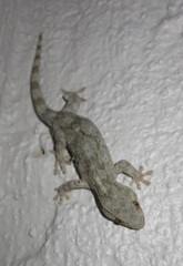 Homopholis walbergii