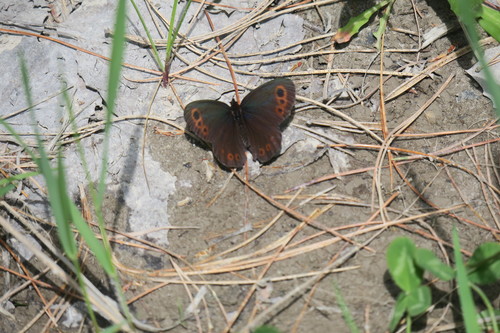 Lapland Ringlet
