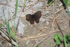 Erebia embla