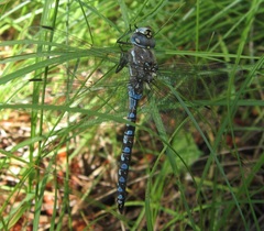 Rhionaeschna californica