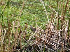 Rallus semiplumbeus