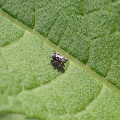 Cylindrocopturus quercus