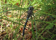 Rhionaeschna californica