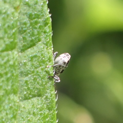Cylindrocopturus quercus