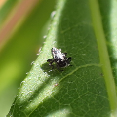 Cylindrocopturus quercus