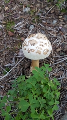 Chlorophyllum molybdites