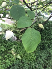 Magnolia wilsonii