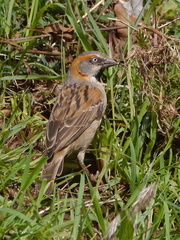 Passer rufocinctus