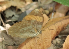 Euphaedra neophron