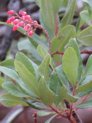 Comarostaphylis glaucescens