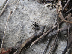 Allocosa