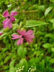 Microbotryum silenes-dioicae