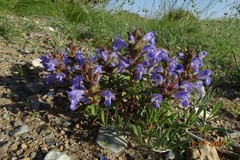 Dracocephalum foetidum