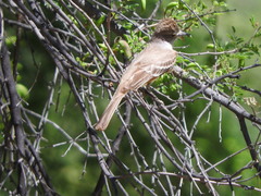 Myiarchus tyrannulus