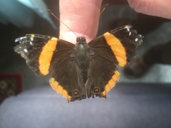 Vanessa dimorphica dimorphica