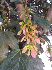 Acer pseudoplatanus