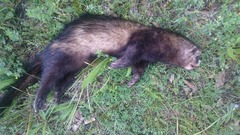 Mustela putorius