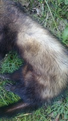 Mustela putorius