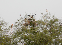 Mycteria leucocephala