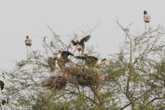 Mycteria leucocephala