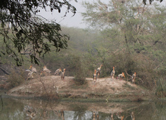 Mycteria leucocephala