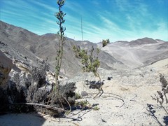 Cristaria integerrima