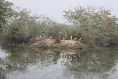 Mycteria leucocephala