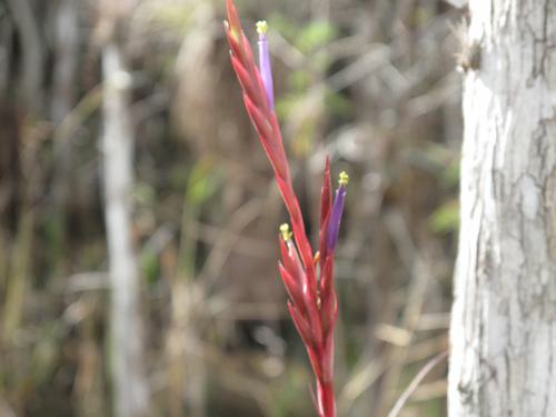Tillandsia balbisiana