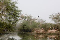 Mycteria leucocephala