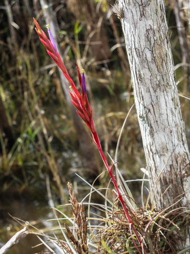 Tillandsia balbisiana