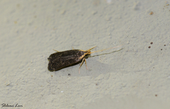 Lecithocera nigrana