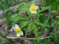 Anemonoides uralensis