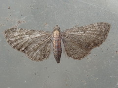 Eupithecia haworthiata