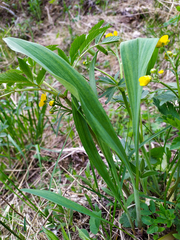 Allium microdictyon