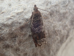 Ancylis achatana