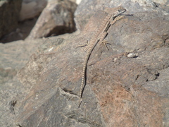 Microlophus atacamensis