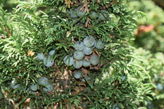 Juniperus monticola