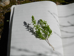 Lysimachia linum-stellatum