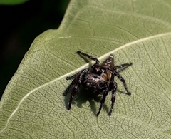 Hyllus semicupreus