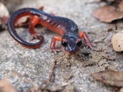 Ensatina photo 5