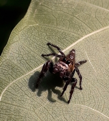 Hyllus semicupreus