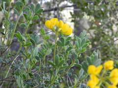 Coronilla minima