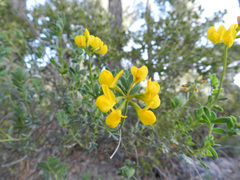 Coronilla minima lotoides