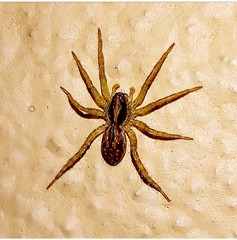 Lycosidae