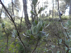 Cistus atriplicifolius