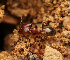 Pheidole capensis